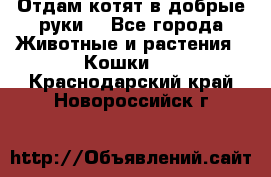 Отдам котят в добрые руки. - Все города Животные и растения » Кошки   . Краснодарский край,Новороссийск г.